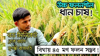 উচ্চ ফলনশীল রড মিনিকেট ধান চাষ করে সফল কৃষক | হুল বিহীন ফাতেমা ধান | চায়না ধান