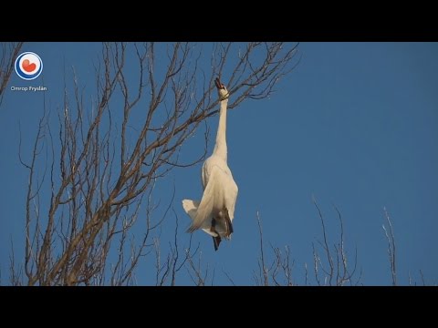 Zwaan vliegt in boom en zit vast