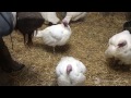 Bedtime for the resident birds at Farm Sanctuary