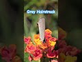 Grey Hairstreak Butterfly #macrovideo #butterflyvideo