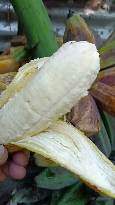 matikman,ang lasa #banana #food #asmr #asmrfood #satisfying #viral #viralvideo #viralshort #yt