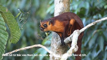 8 Loài Sóc Ở Việt Nam Có Nguy Cơ tuyệt Chủng Đã Được Đưa Vào Trong Sách Đỏ Việt Nam