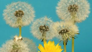Dandelion Dance - Time lapse flowers and seeds by Warren Photographic 27,249 views 2 years ago 54 seconds
