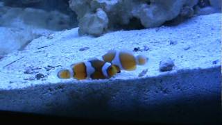 Clownfish Breeding information