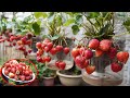 How To Grow Strawberries In Plastic Bottles Quickly For Harvest And For Many Fruits