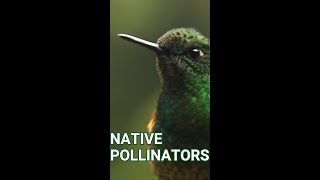 Iowa Tribe of Kansas and Nebraska - Native Pollinators #pollinators #native #learning by Kansas Association of Conservation Districts KACD 27 views 5 months ago 1 minute, 1 second