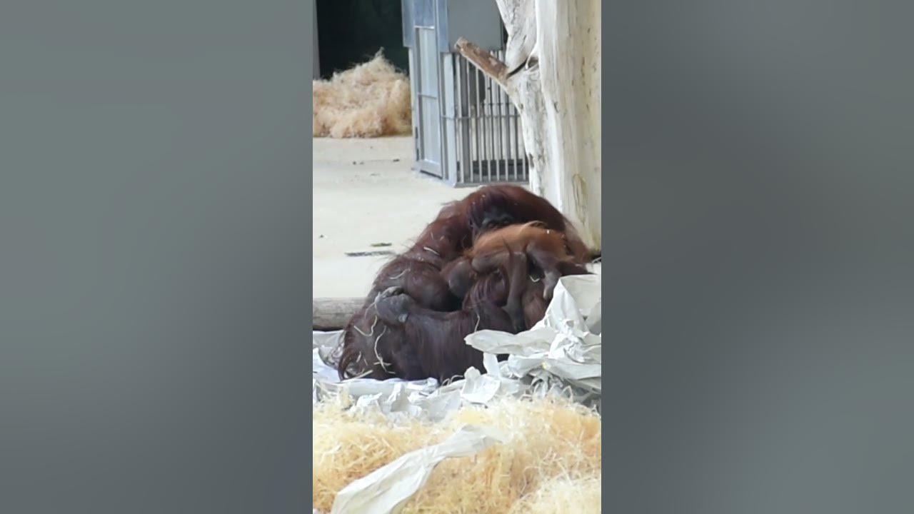Aggressive Sari is attacking Sol#shorts#funny#orangutans#funnyanimals#