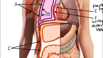 VIDEO Lab Exercise 1 - Intro to Anatomy