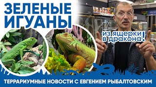Террариумные новости с Евгением Рыбалтовским (06.11.2023). Зеленая игуана - из ящерки в дракона!