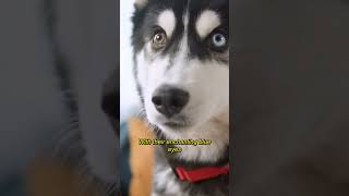 Siberian husky facts and information