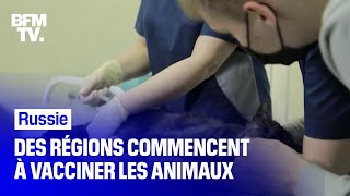 En Russie, les animaux comment aussi à se faire aussi vacciner contre le Covid-19