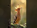 Majestic Hoopoe Bird with Stunning Crown Feathers in Nature #birds #bird #birdworld #forestsounds