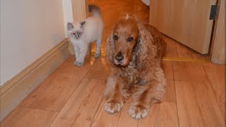 Ragdoll kitten and Cocker Spaniel play