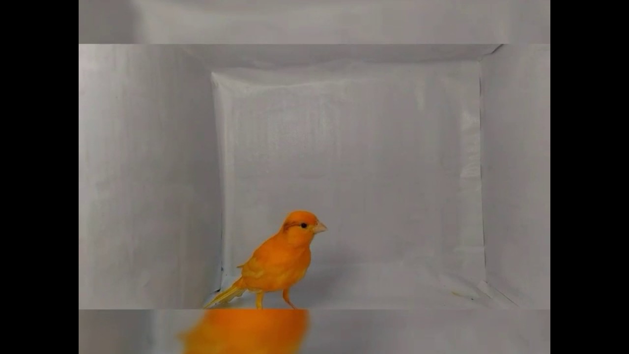 Burung Canary Lokal Orange Youtube