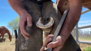 How efficient is your barefoot trim?? by The Western States Farrier 4,843 views 1 month ago 12 minutes, 20 seconds