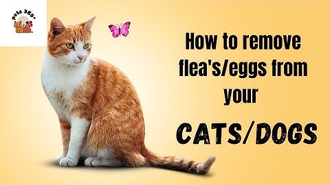 How to remove flea