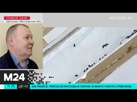 Запах гнили и рой мух. Сосед рассказал об обнаружении погибшей семьи в Щелкове - Москва 24