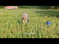 Milankins Garlic Farm 2019 Full length how to grow and plant garlic