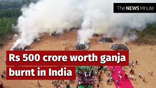 Andhra Pradesh police burn 2 lakh kgs of Ganja