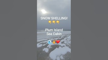 MAJOR SHELL SCORE at the Last Second 😮! #How to find shells on the beach #Beach finds #Storm Shells👉