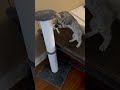 Shadow video