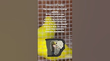 The Canary