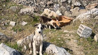 Kayalıklara Sığınan Yavru Köpekler Bize Alışmaya Başladı