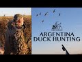 Argentina Duck Hunting (INSANE!) | صيد البط في الأرجنتين