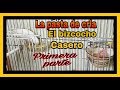 pasta de cria casera fácil y rápida el bizcocho primera parte