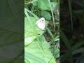 White Four Ring Butterfly #thiruvananthapuram