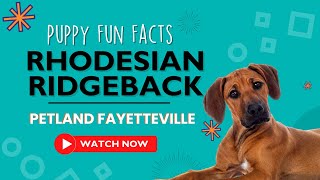 Everything you need to know about Rhodesian Ridgeback puppies! by Petland Fayetteville 9 views 9 months ago 1 minute, 1 second