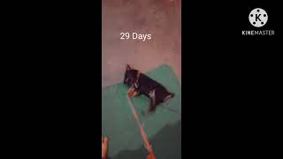germanshepherd mix rottweiler puppy 29 days
