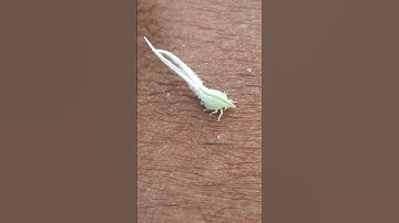 The bug detective: solve the insect mystery!