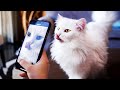 Cats Try To Get Tiktok Famous Compilation