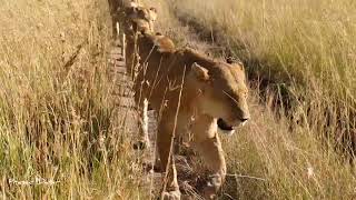 Lion Pride - Masai Mara