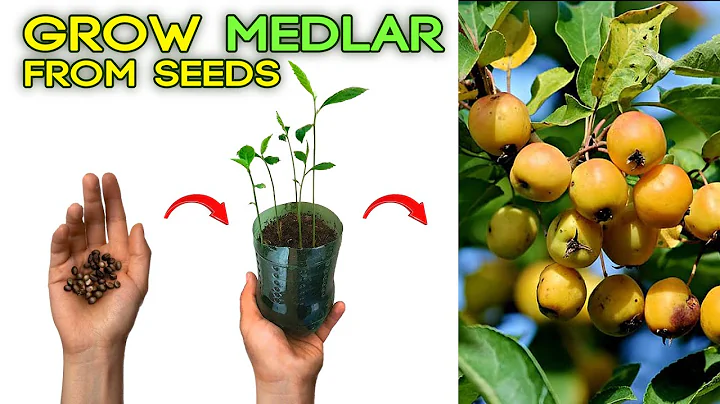 HOW CAN I GROW MEDLAR from SEED - DayDayNews