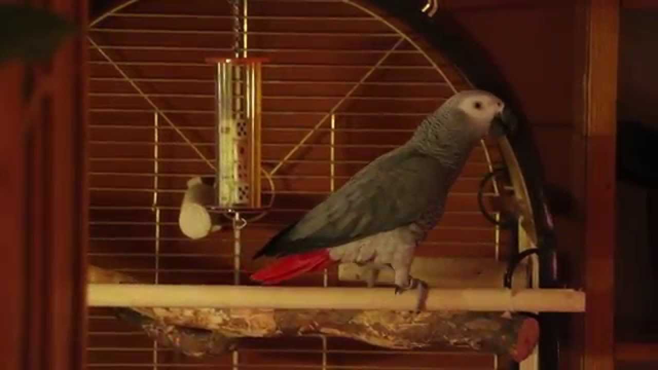 Suupaltti papukaija Nakke asuu Koivukylässä Vantaalla