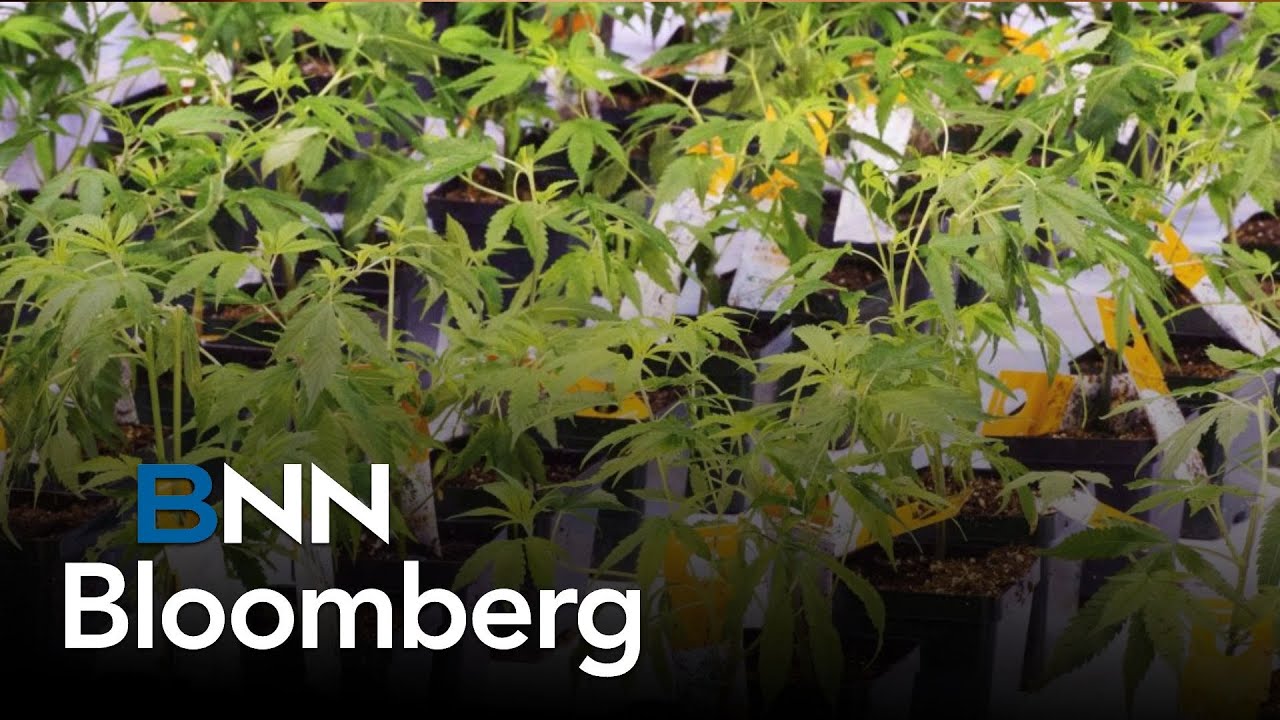 Aurora Cannabis CEO shares 'record-breaking' earnings