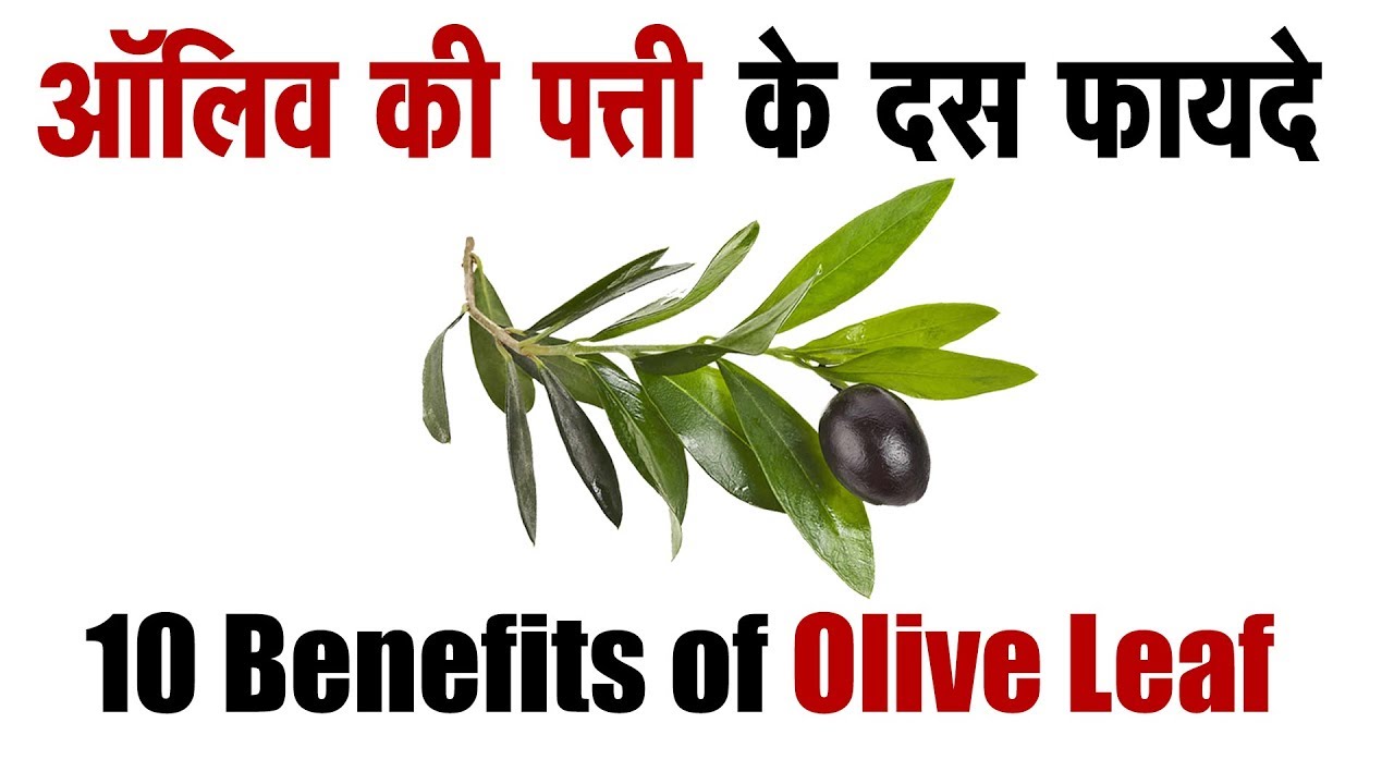 10 Benefits of Olive Leaf ऑलिव की पत्ती के दस फायदे Home Remedies