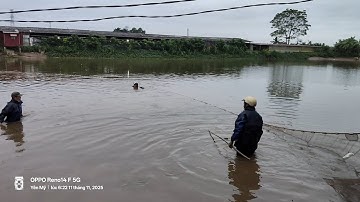 @Tranthanhhung123 . Thu hoạch cá trắm trôi mè chép ở Hưng Yên 