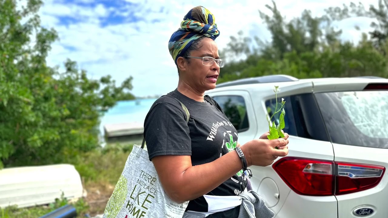 Wild Herbs and Plants in Bermuda