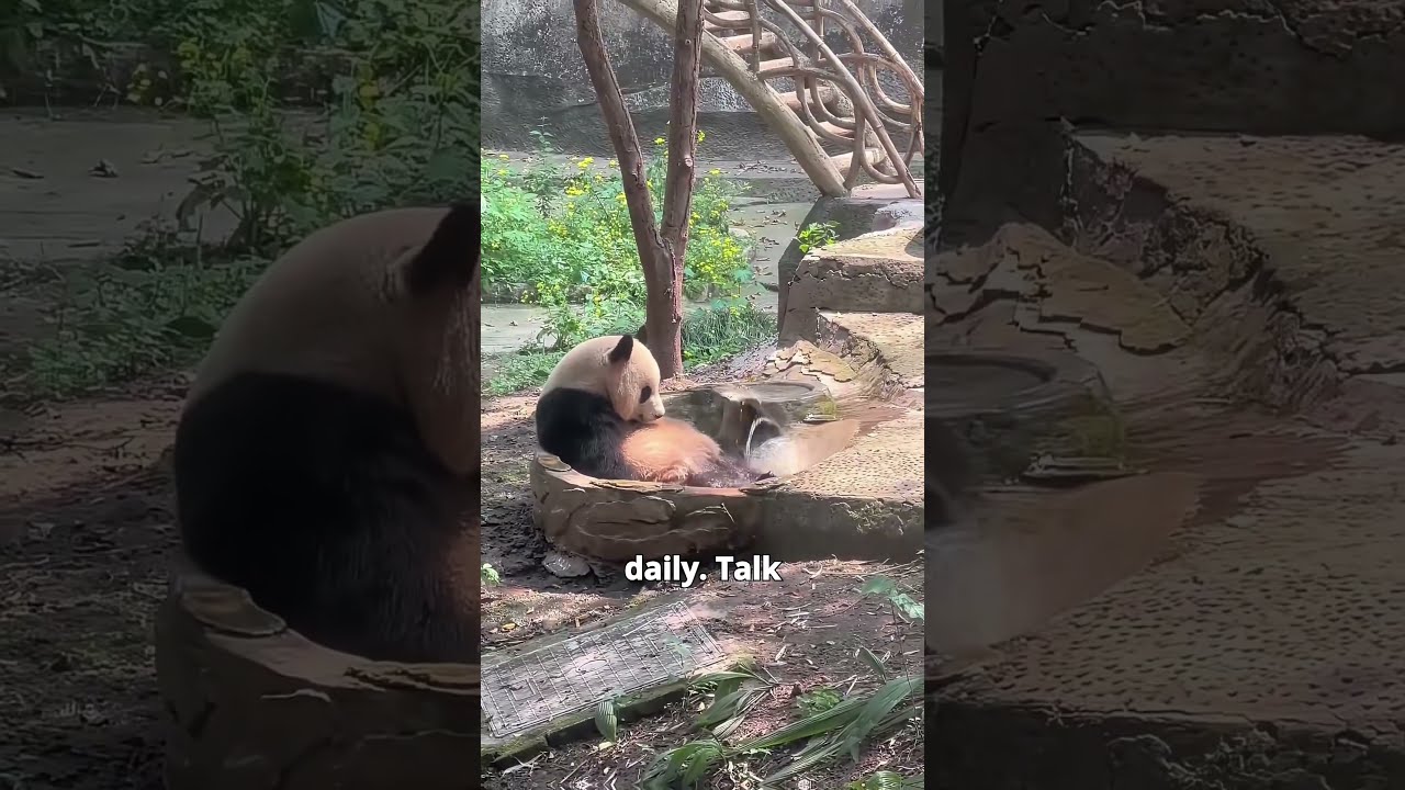 Pandas Are Lazy Clumsy Cute But Here S Why They Re Still Awesome Panda Shorts Animalfacts