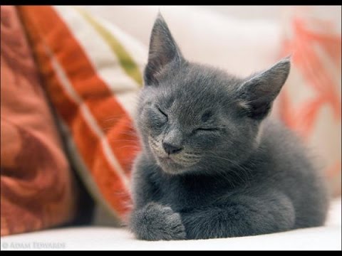 Как и почему урчат кошки? - Все обо всем