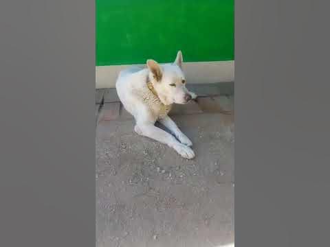 albino K9 German Shepherd - YouTube