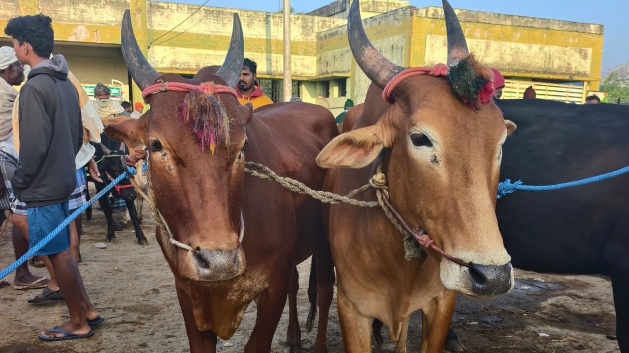 07.02.2026 வாணியம்பாடி மாட்டுச்சந்தை