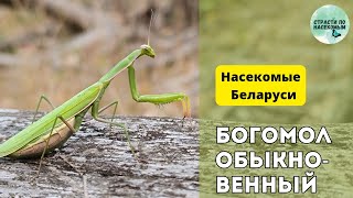 Богомол обыкновенный: образ жизни, содержание и разведение в домашних условиях