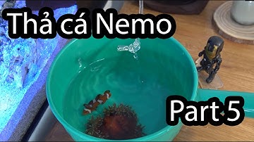 [ Part 5] Hướng Dẫn Thả Cá Nemo Và Hải Quỳ