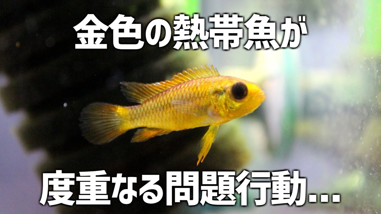 金色のアピストが何度も問題行動…