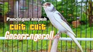 SUARA BURUNG Kenari GACOR PANJANG INI Cocok untuk Masteran KENARI PAUD dan Kenari Macet BUNYI