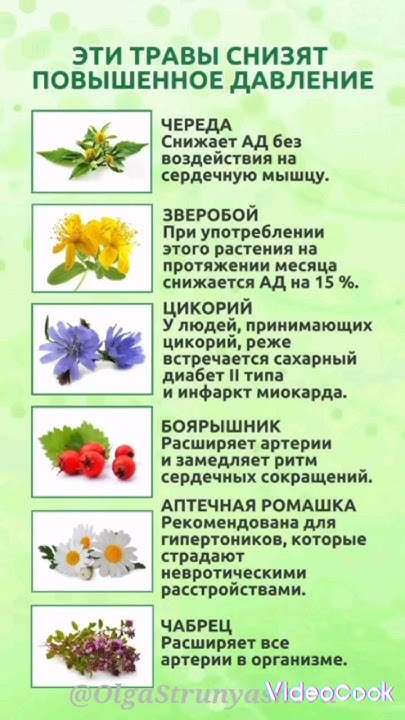 Эти травы снизят повышенное давление #жизнь #здоровье #shortvideo # ...